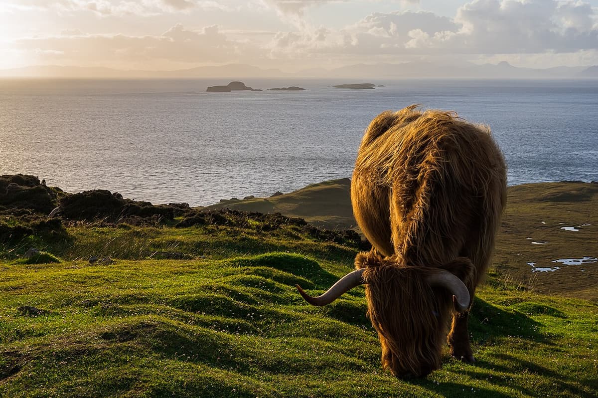 A shaggy, long-horned Highland cow grazing on a hillside above the sea