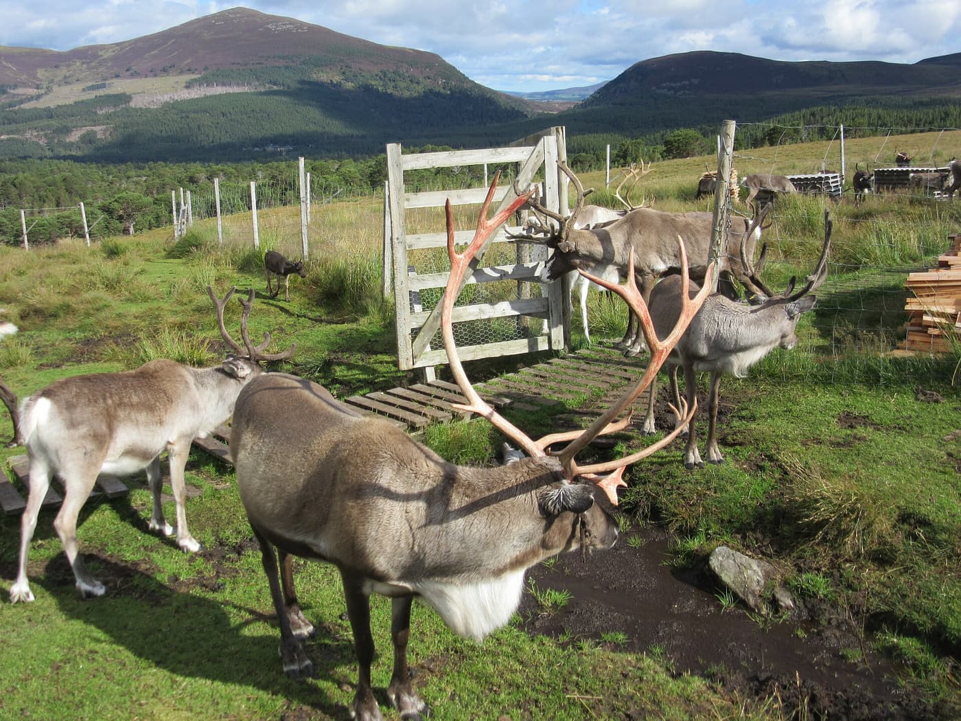 Reindeer of the Cairngorm herd at a hill enclosure
